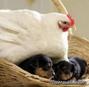 مرغی که مادر بچه گربه و طوله سگها شده +تصاویر