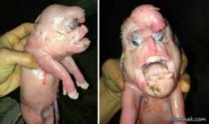 تولد موجود عجیب الخلقه از یک خوک + تصاویر