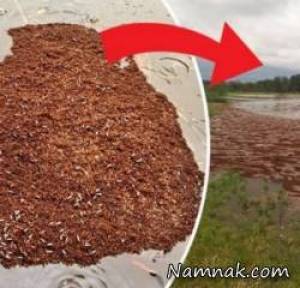 مورچه های آتشین در سیل تبدیل به کشتی شدند!+ تصاویر
