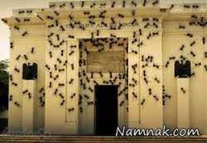 حمله مورچه های غول پیکر به کاخ رئیس جمهور! + عکس