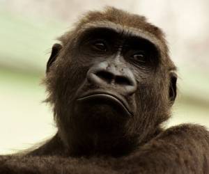 واکنش جالب میمون ها به دوربین مخفی + فیلم