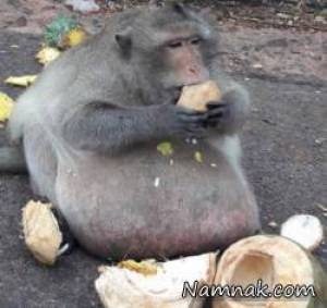میمون چاقی که تمام هیکلش شکم است! + تصاویر