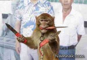 خلع سلاح میمون چاقوکش توسط ماموران! + فیلم