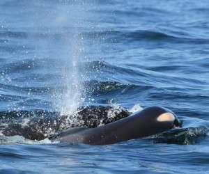 کار غم انگیز نهنگ مادر با جسد بچه اش! + تصاویر