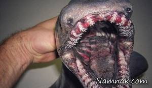 این هیولای وحشتناک دریایی ۳۰۰ دندادن دارد! + تصاویر