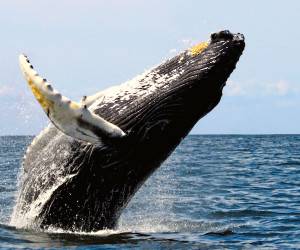 پرش هولناک نهنگ بزرگ به سمت توریست ها + فیلم
