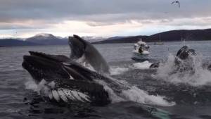 لحظه جالب پرش نهنگ ها به بیرون از آب + فیلم