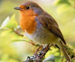 پرنده ای که روزی ۲۰۰۰ بار آواز می خواند