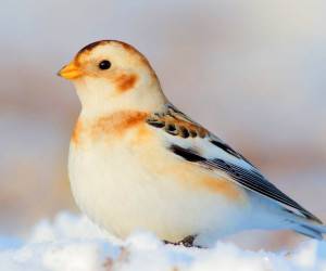 پرنده های زیبا و شگفت انگیز قطب شمال