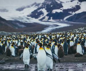 دورهمی هزاران پنگوئن امپراتور در گرجستان + تصاویر