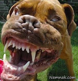 سگ خانگی پوست سر صاحبش را با دندان کند! + تصاویر۱۶+