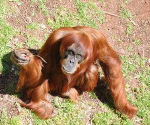 مرگ پیرترین اورانگوتان ( میمون ) دنیا + عکس
