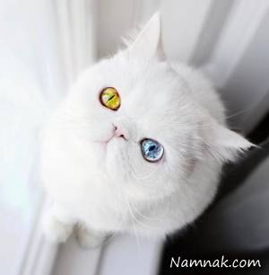 بچه گربه ی مشهور با چشمان تا به تا + تصاویر