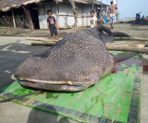 مرگ دلخراش کوسه نهنگ با خوردن زباله + تصاویر