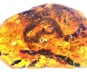 کشف بچه مار ۹۹ میلیون ساله منجمد شده + عکس