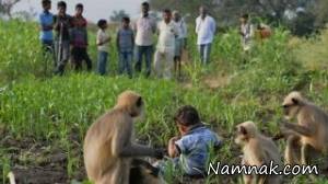 رابطه عجیب کودک هندی با میمون ها + تصاویر