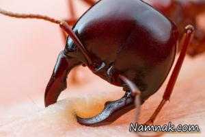 لحظه گاز گرفتن مورچه از انسان+عکس