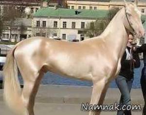 گرانترین اسب دنیا با قیمت ۲٫۵ میلیون دلار + عکس