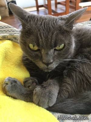 عصبانی ترین گربه دنیا با شهرت جهانی! + تصاویر