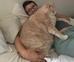 آیا گربه چاق تر از گارفیلد وجود دارد؟! + تصاویر