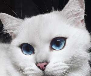 کوبی چشم آبی ترین گربه جهان معرفی شد + تصاویر