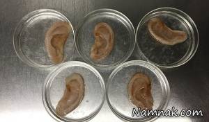 تولید گوش انسان بر روی سلول های سیب! + تصاویر