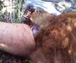 پای گیر کرده مرد جوان در دهان خرس مرده ۲۰۰ بخیه خورد! + عکس