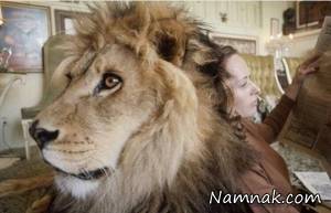 تیپی هدرن بازیگر هالیوود با یک شیر زندگی میکند!