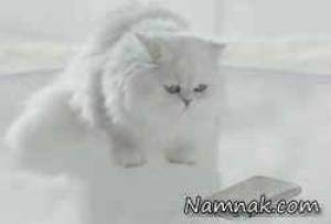 گربه ایرانی در تبلیغات گلکسی اس ۶ + فیلم
