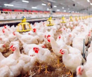 مرغ وارداتی هر کیلو ۸۴۰۰ تومان، کجا توزیع می شود؟