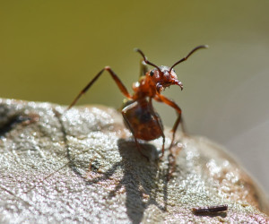 مورچه ای عجیب که کشاورزی میکند!
