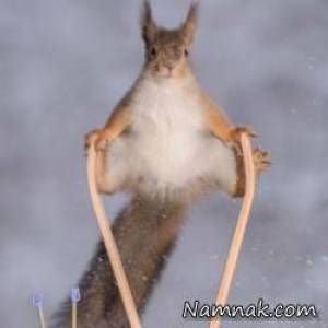 فتوشاپ های جالب اسکی قهرمانی سنجاب ها ! + تصاویر