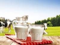 فواید معجزه آسای نوشیدن شیر گاو برای سلامتی